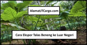 Cara Ekspor Talas Beneng ke Luar Negeri