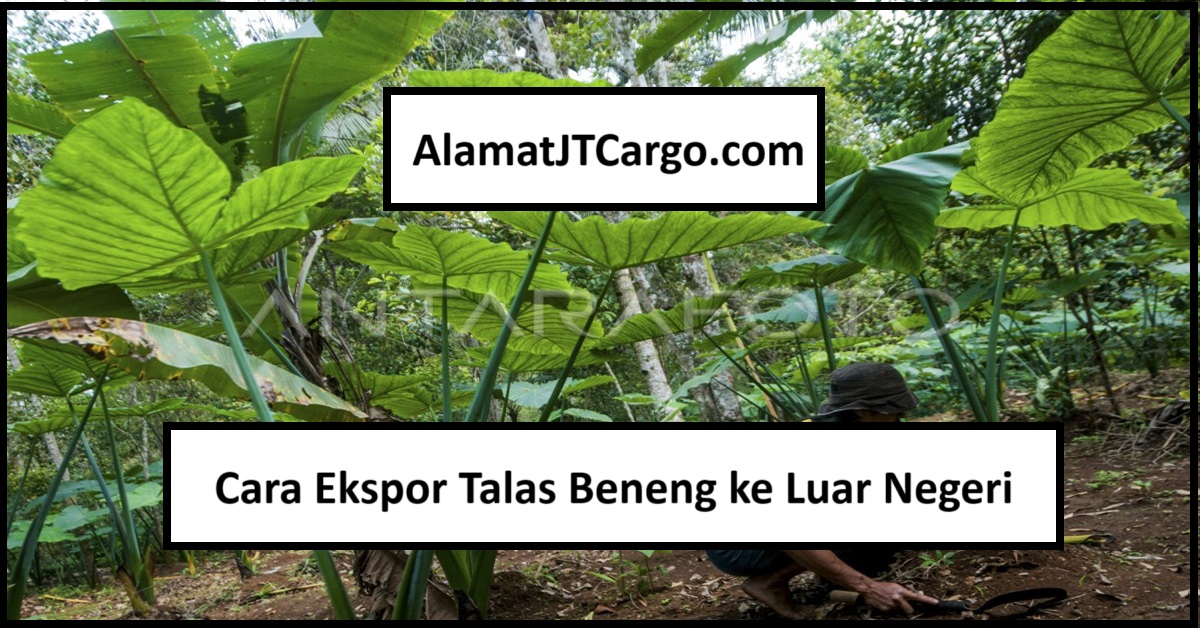 Cara Ekspor Talas Beneng ke Luar Negeri